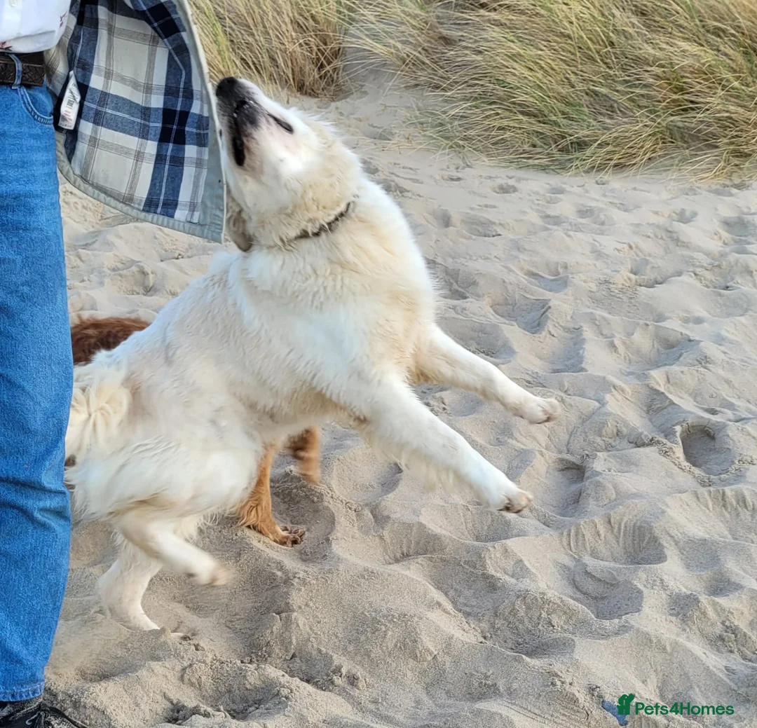Golden Retriever dogs for sale: Kc health tested. Gold/Red retriever puppies  in Prestatyn - Advert 6