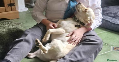 Mixed Breed dogs - Advert 2