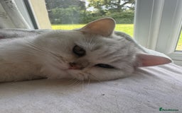 British Shorthair cats for sale: beautiful silver tipped BSH - Image 8