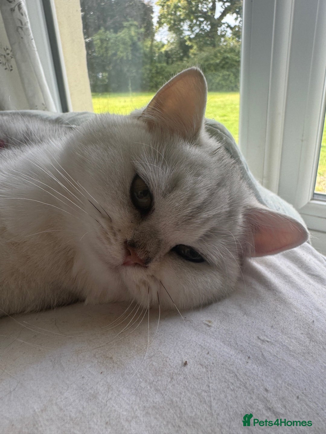 British Shorthair cats for sale: beautiful silver tipped BSH - Image 8