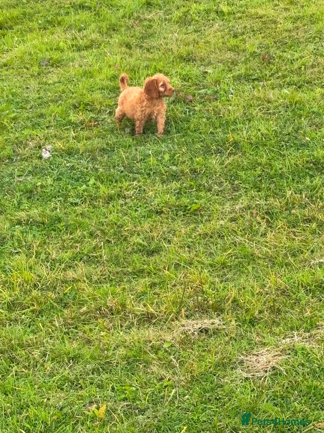 Cockapoo dogs for sale: F1 cockapoo pups in Enfield - Advert 4