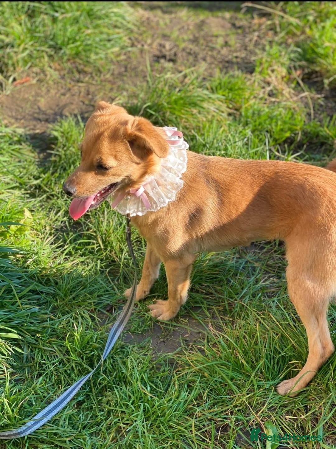 Mixed Breed dogs for adoption: 💖🐶 PENNY 🐶💖 - Advert 6