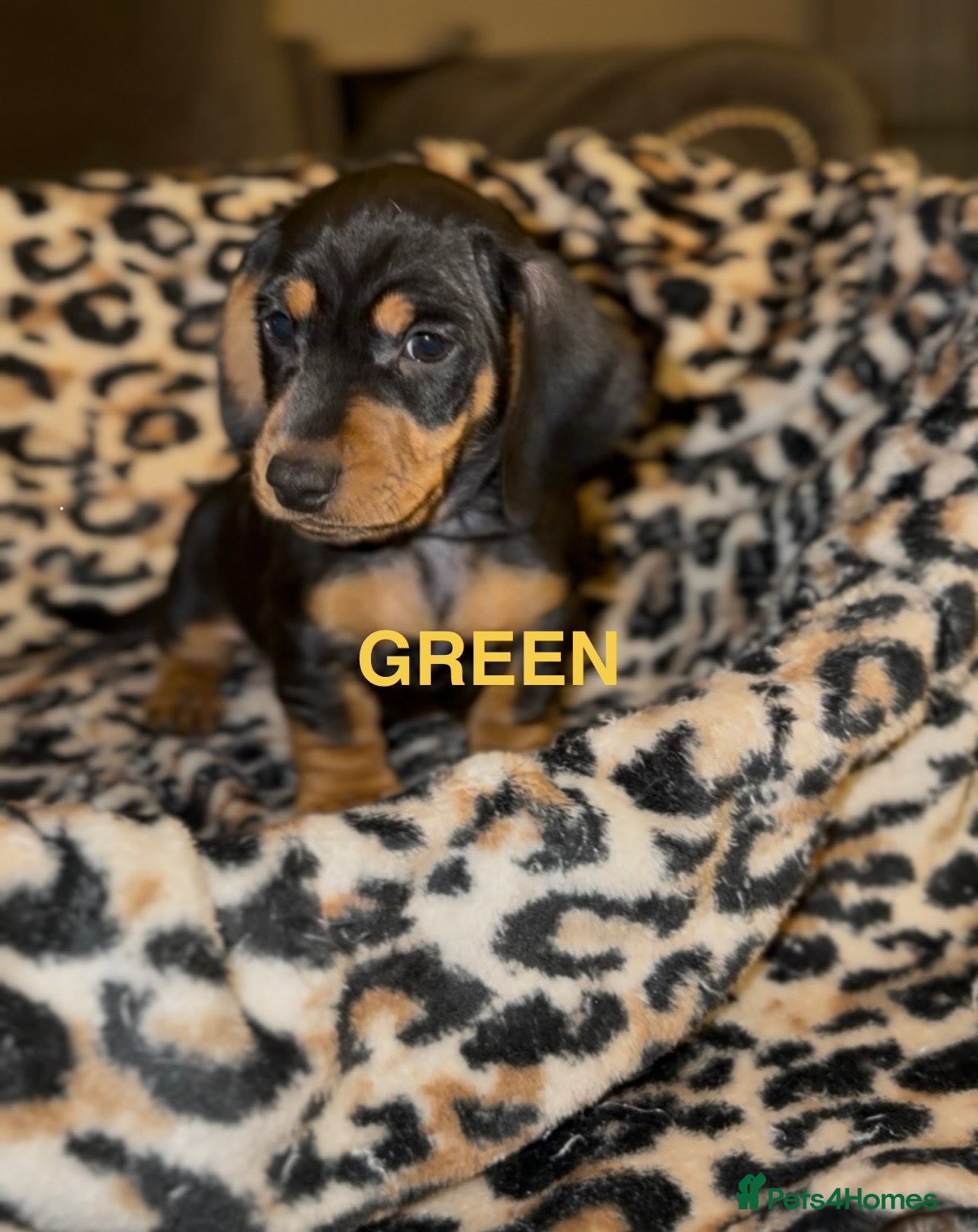 Miniature Dachshund dogs 1 BOY LEFT!! BEAUTIFUL MINI DACHSHUNDS - Advert 5