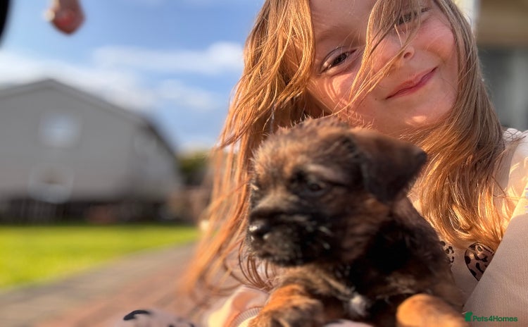 Border Terrier dogs - Advert 1