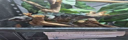 Chameleon reptiles for sale: Juvenile panthers for sale.  - Advert 3
