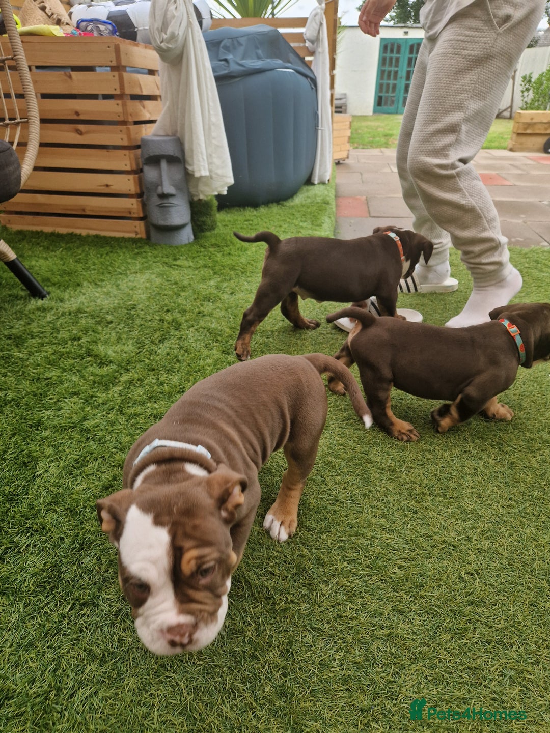 Mixed Breed dogs for sale: 3 Old English bulldog boys £1500  - Image 8