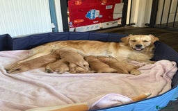 Golden Retriever dogs for sale: 5 gorgeous goldens left! - Image 1