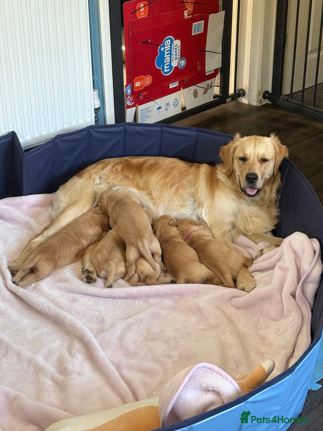 Golden Retriever dogs for sale: 5 gorgeous goldens left! - Image 1