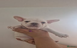 French Bulldog dogs for sale: Lovley frenchie puppies  - Image 10