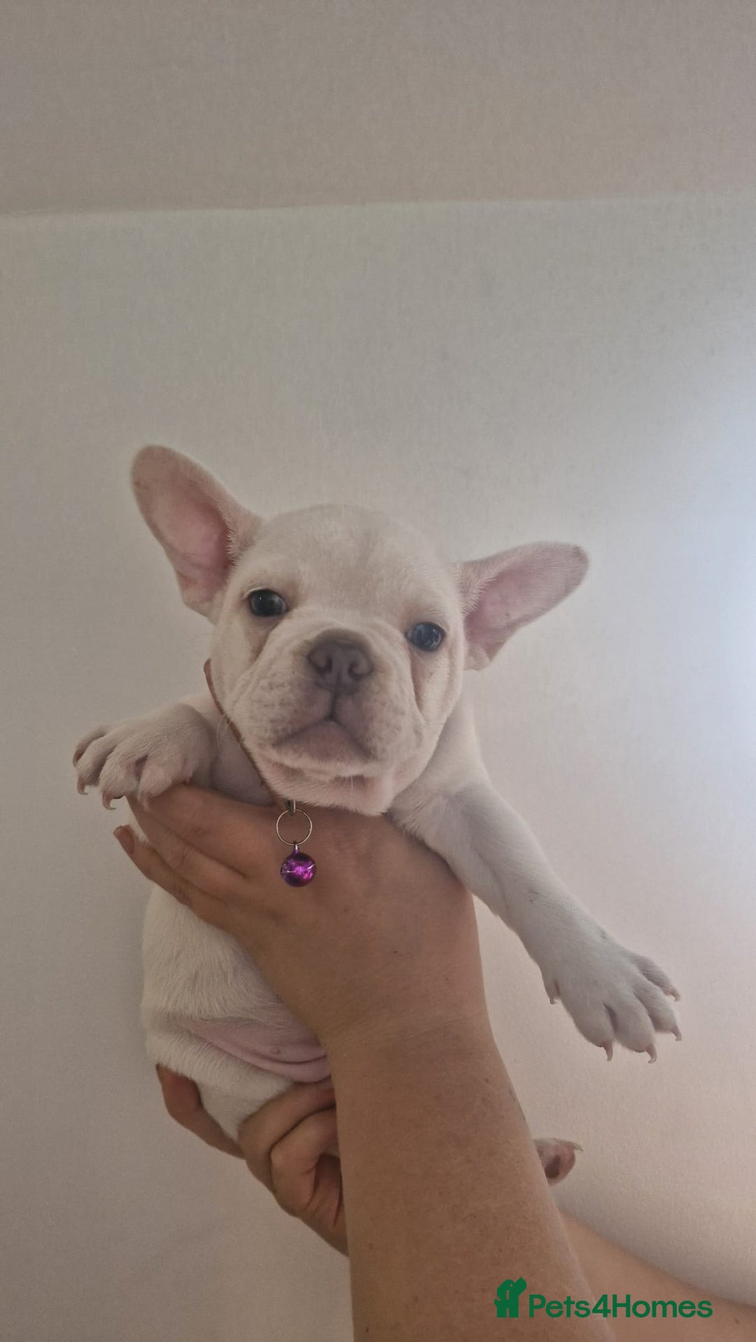 French Bulldog dogs for sale: Lovley frenchie puppies  - Image 10
