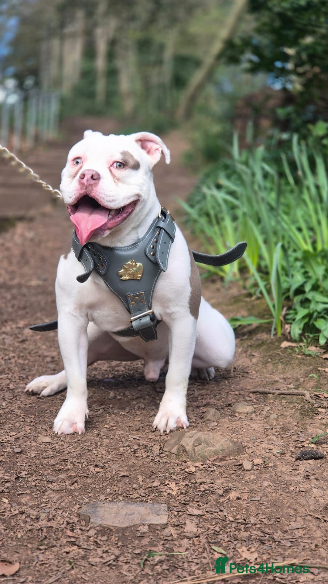 Mixed Breed dogs for sale: Micro Pocket bully  - Image 2