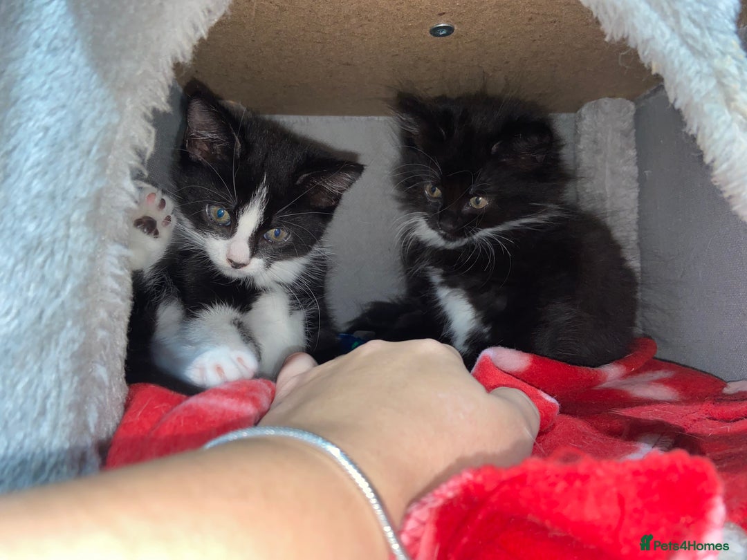Mixed Breed cats for sale: Female kittens - Image 2