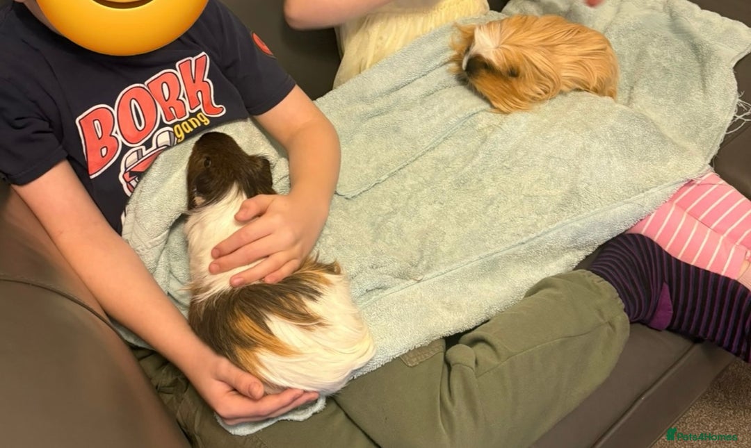 Guinea Pig rodents for sale: 2 Male Guinea Pigs  - Advert 5