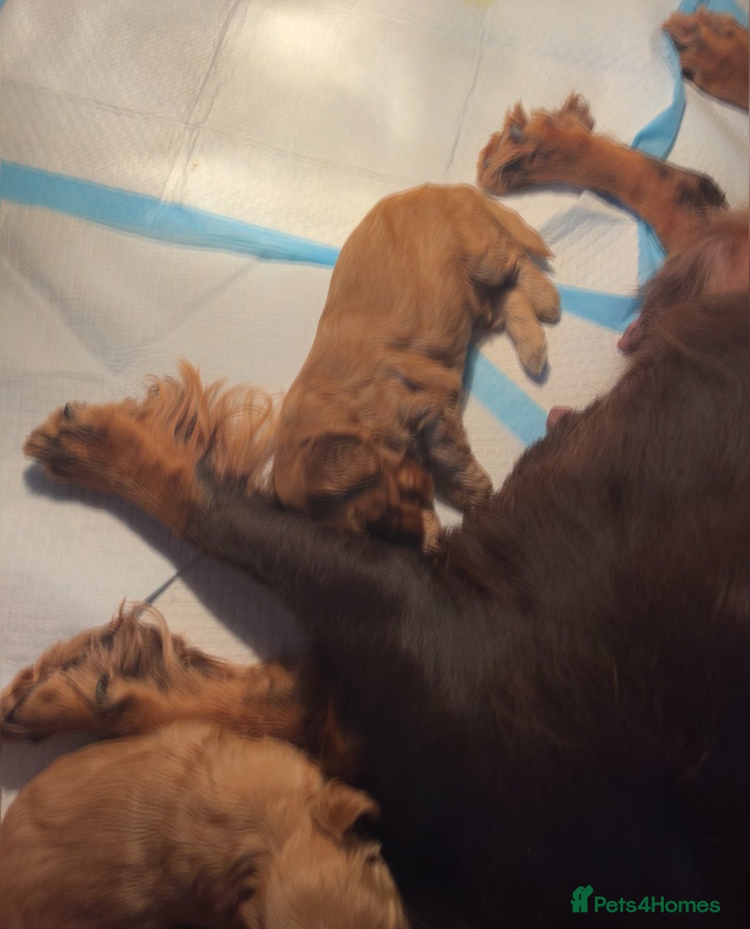 Cockapoo dogs for sale: 8 gorgeous Cockapoos  - Image 28