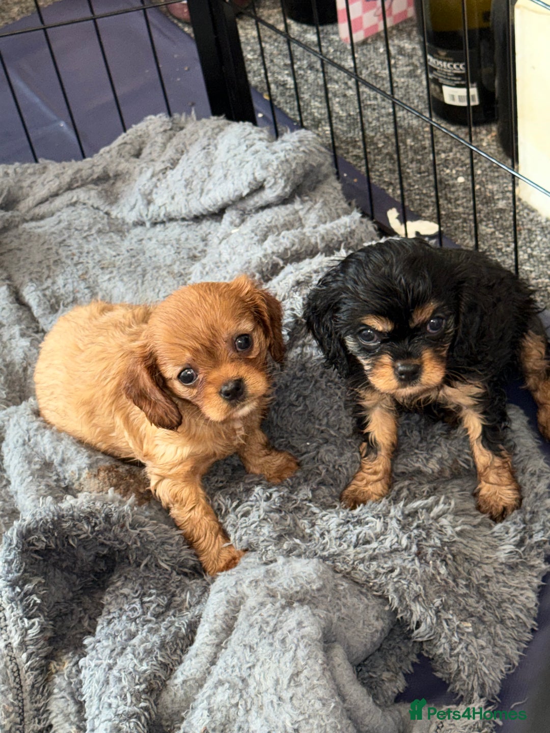 Cavalier King Charles Spaniel dogs for sale: 2 stunning little girls ready next week - Image 2