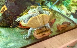 Turtle reptiles for sale: Diamond back terrapin, and Pink belly side neck  - Image 3
