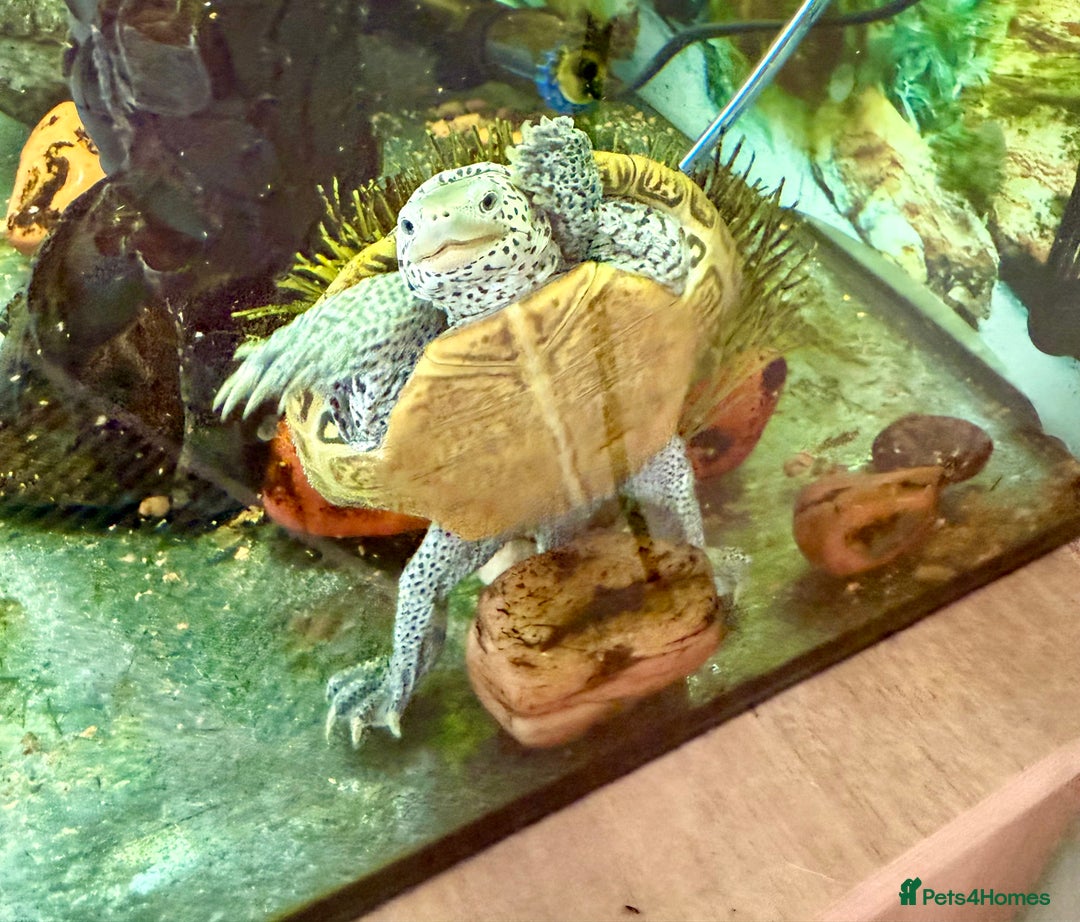 Turtle reptiles for sale: Diamond back terrapin, and Pink belly side neck  - Image 3