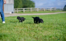 Cocker Spaniel dogs for sale: KC Reg – Fully Health Tested – Working Cocker Pups - Image 16