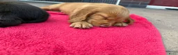 Sprocker dogs for sale: Sprocker spaniel puppies health tested parentage in Lytham Saint Annes - Advert 21
