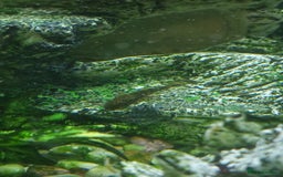 Plecos fish for sale: Bristlenose plecos  - Image 3
