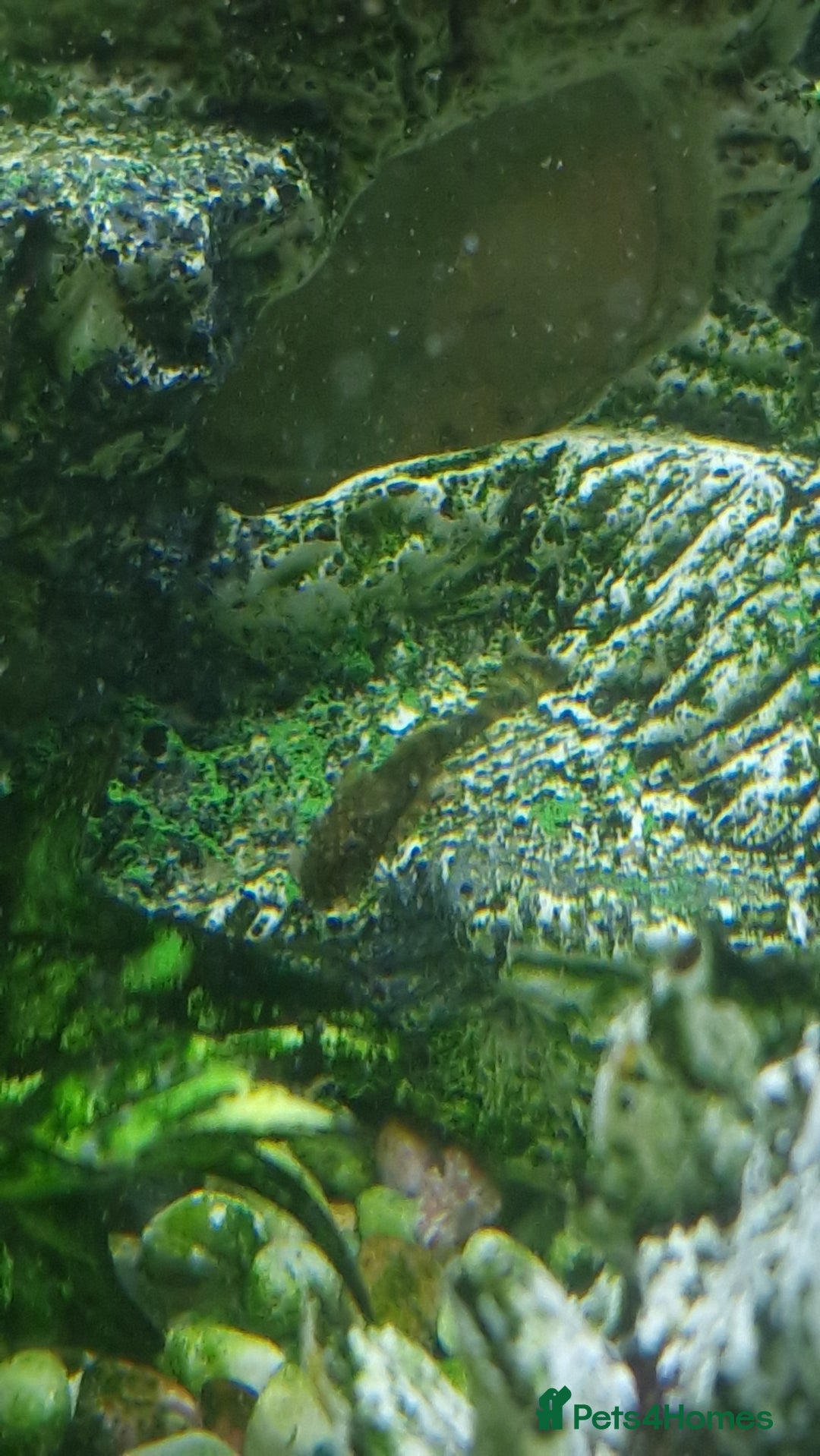 Plecos fish for sale: Bristlenose plecos  - Image 3