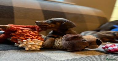 Miniature Dachshund dogs - Advert 13