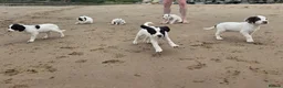 Mixed Breed dogs for sale: Beautiful springer pups in Newry - Advert 11