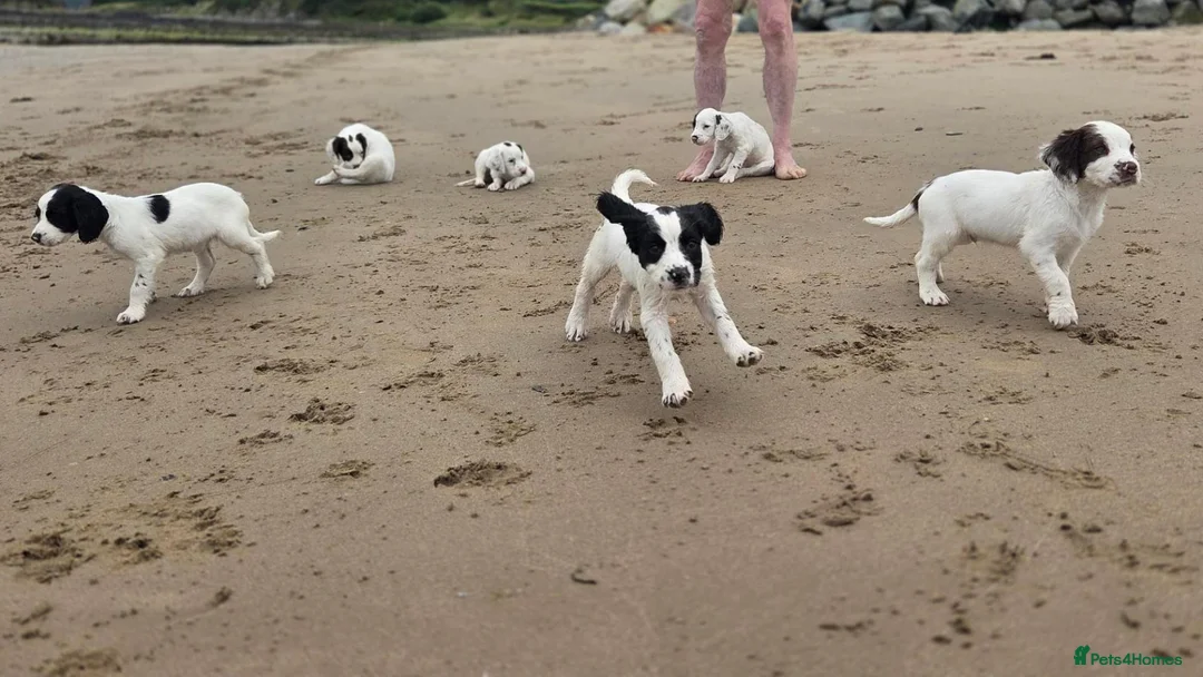 Mixed Breed dogs for sale: Beautiful springer pups in Newry - Advert 11