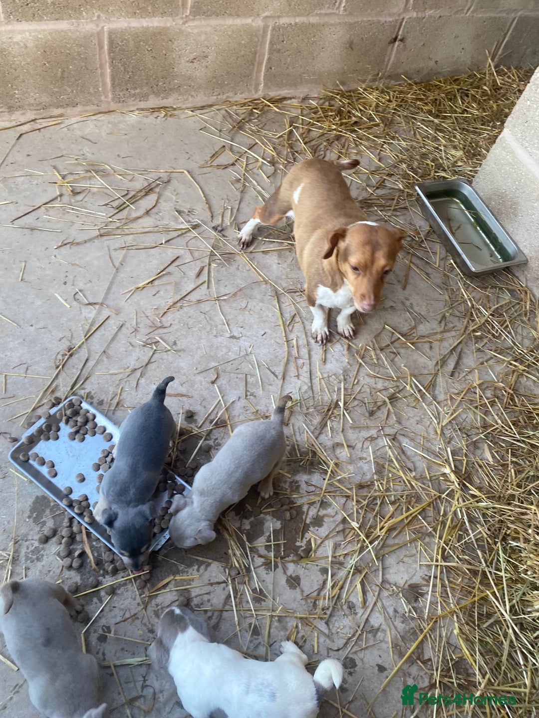 Jack Russell dogs for sale: Lilac & Tan Miniature Jack Russel  - Image 2