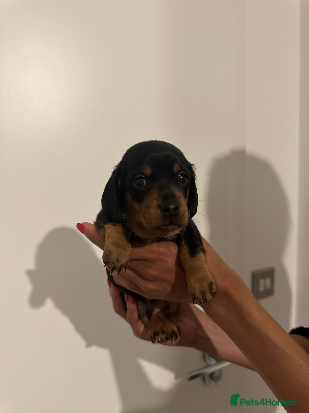Miniature Dachshund dogs for sale: ✨Mini Smooth Hair Dachshund Ready 18/10/2025 ✨ - Image 6