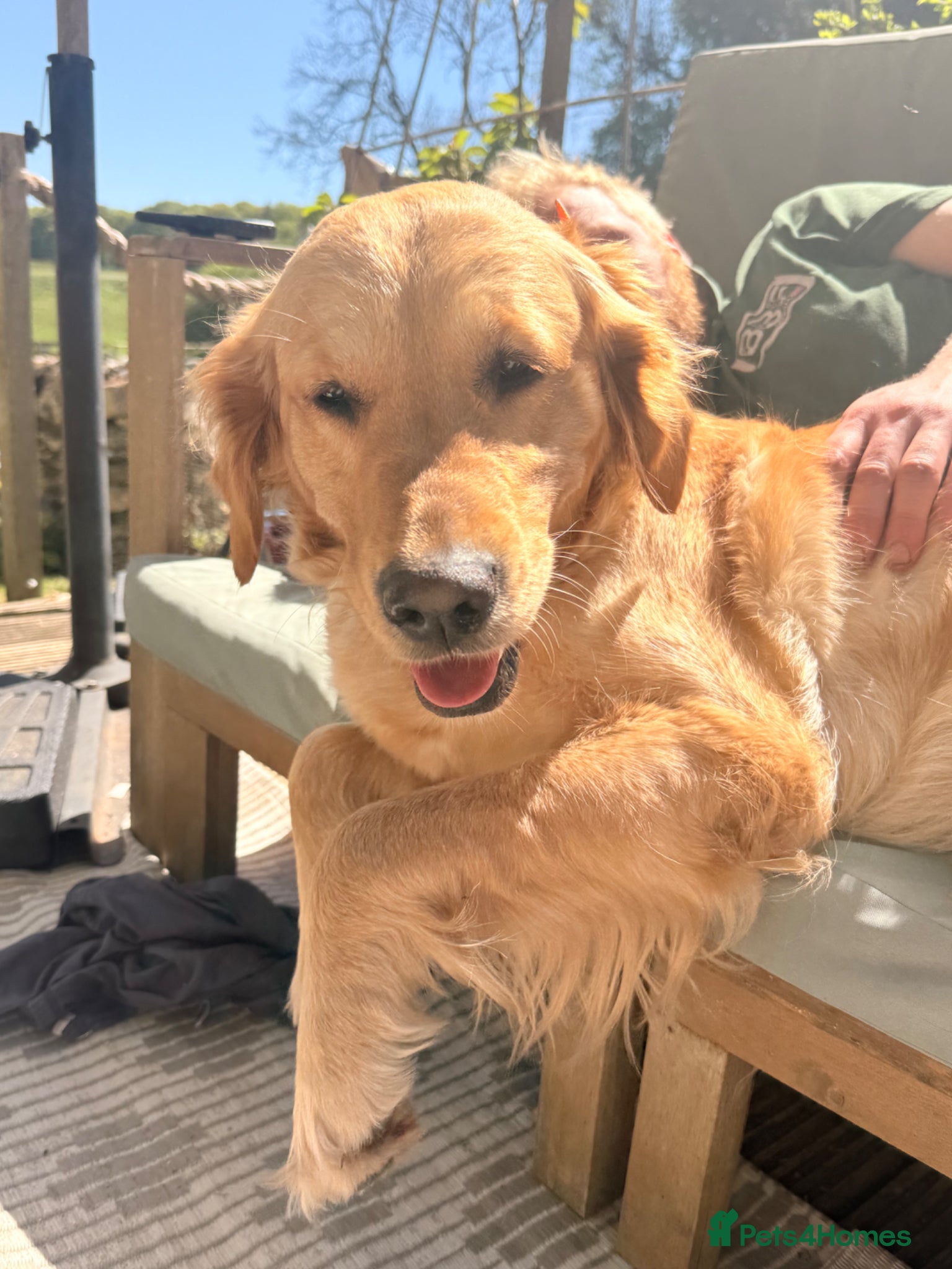 Golden Retriever dogs for sale: Beautiful Golden Retriever Puppys - Advert 3