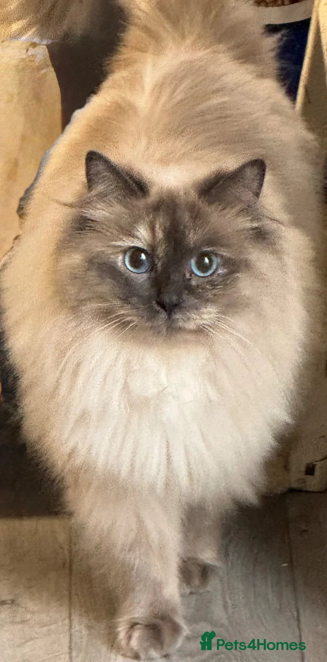 Ragdoll cats for sale: 🌸 Gorgeous Ragdoll Kittens 🌸 - Advert 2