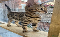 Bengal cats for sale: 2 Bengal boys for sale - Image 5