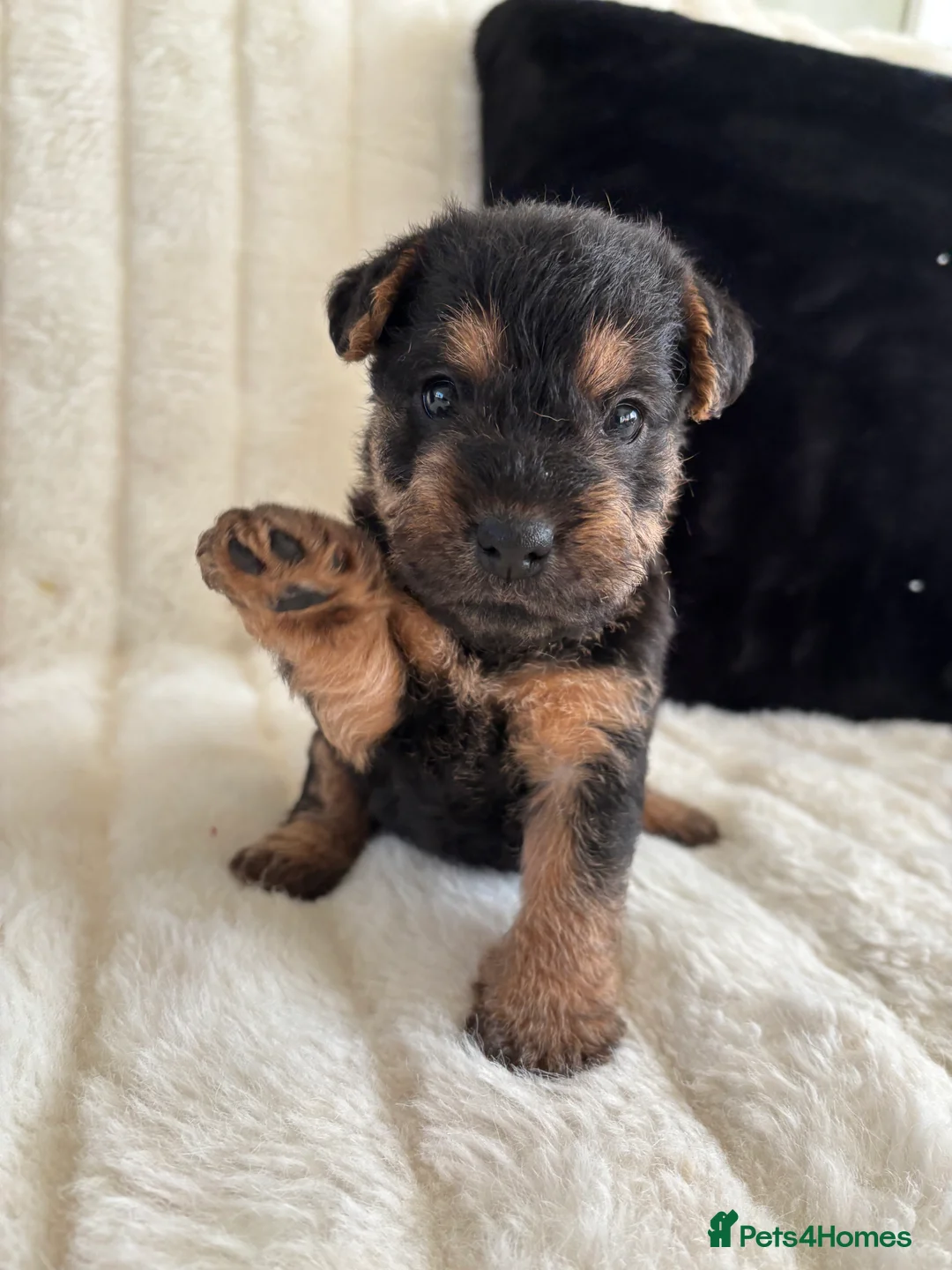 Lakeland Terrier dogs for sale: Lakeland terrier pups  - Advert 5
