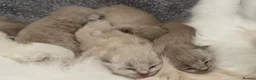 Ragdoll cats for sale: Registered Cheribum Kittens in Glasgow - Advert 4