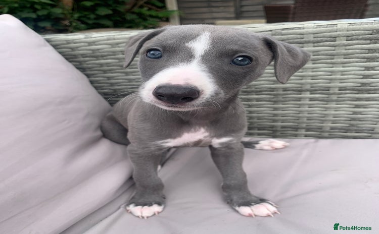 Whippet dogs - Advert 1
