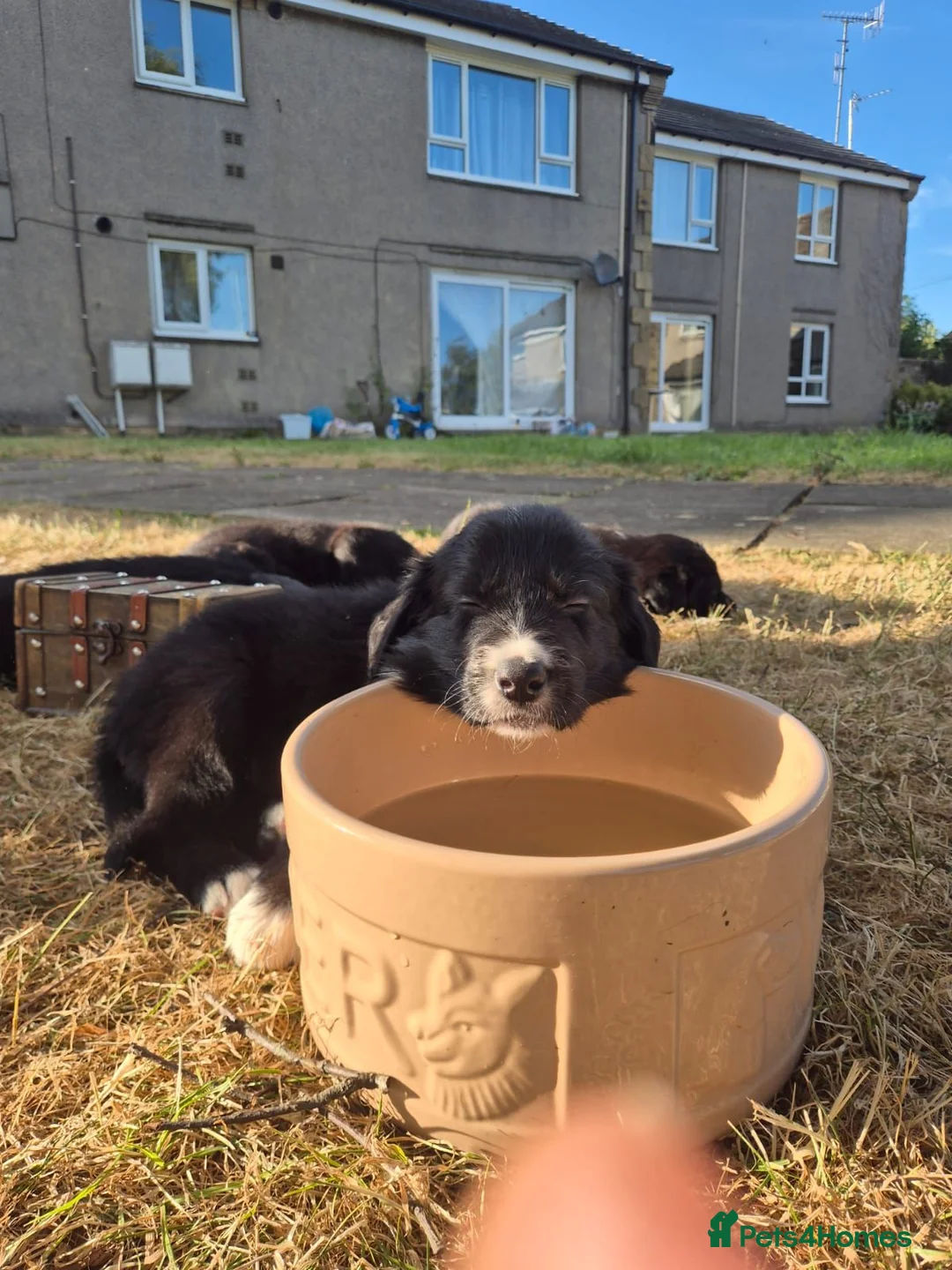 Border Collie dogs for sale: Beautiful fluffy collies - Advert 12