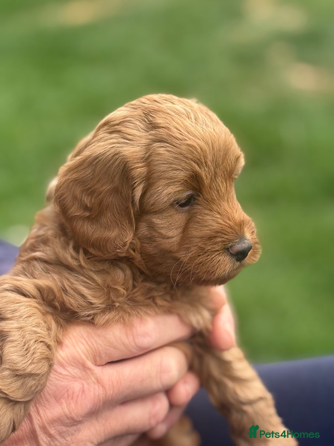 Cockapoo dogs for sale: 3 remaining! Stunning F1B Cockapoo puppies - Image 13