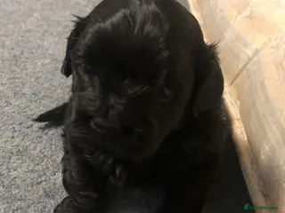 Shihpoo dogs Shihpoo puppies - Advert 2