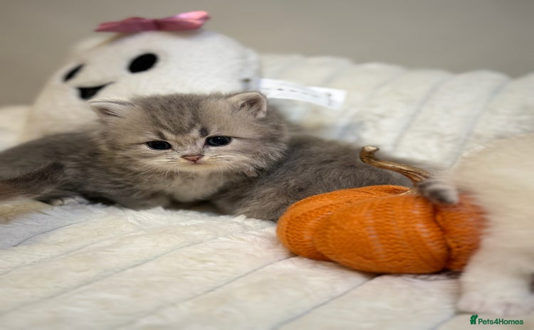 British Shorthair cats - Advert 3