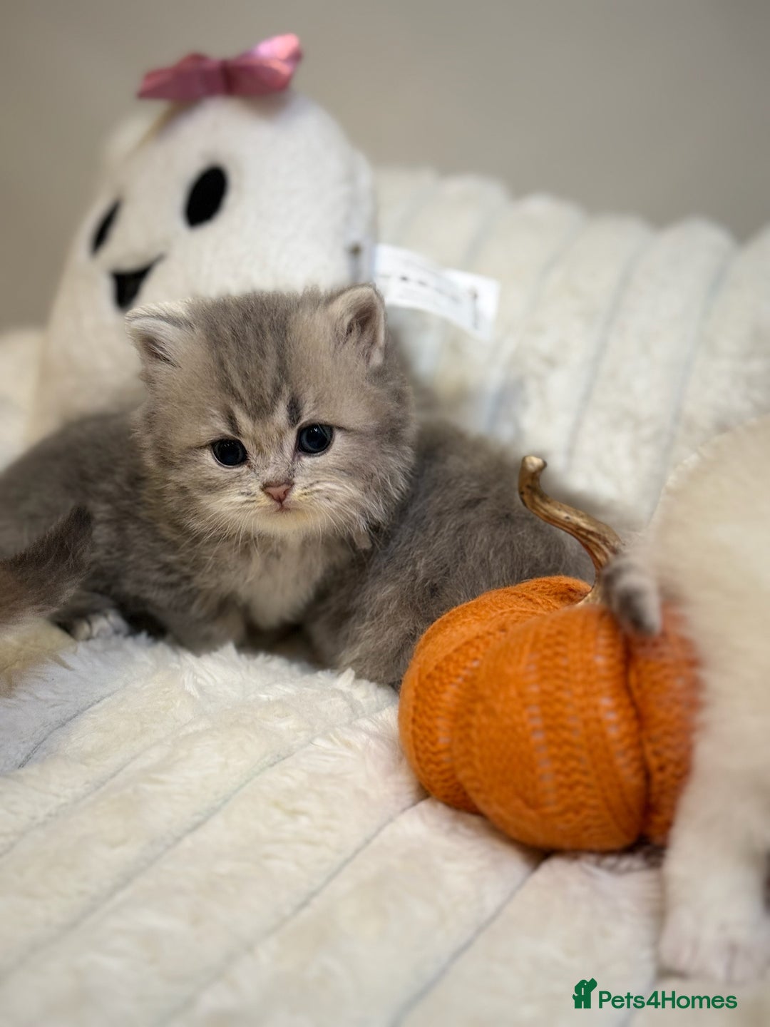 British Shorthair cats for sale: Affectionate lap cats health tested parents  - Image 2