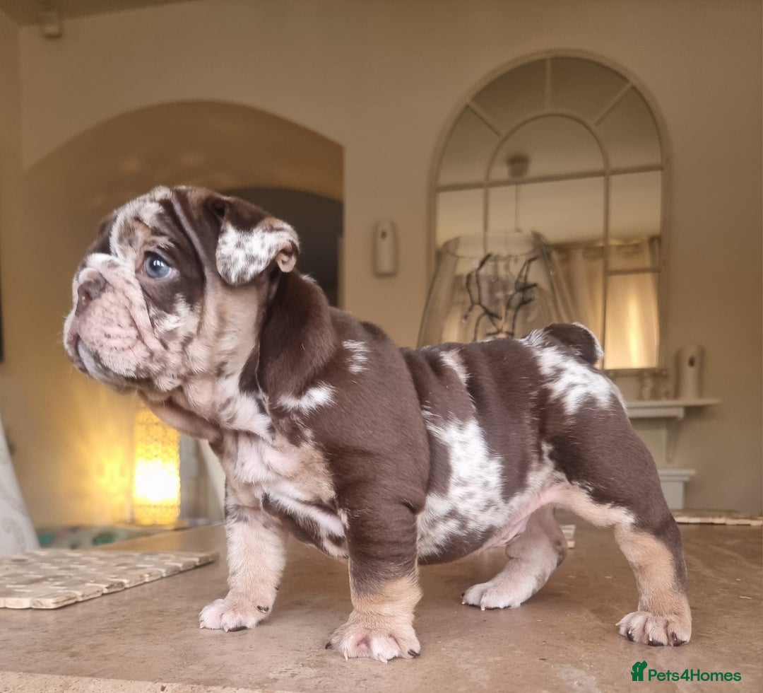 English Bulldog dogs for sale: Beautiful bulldog puppies - Advert 3