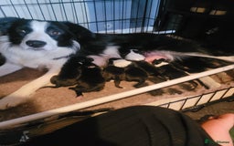 Border Collie dogs for sale: 🏡 Smart, Sweet Border Collie Pups Await You!" - Image 6