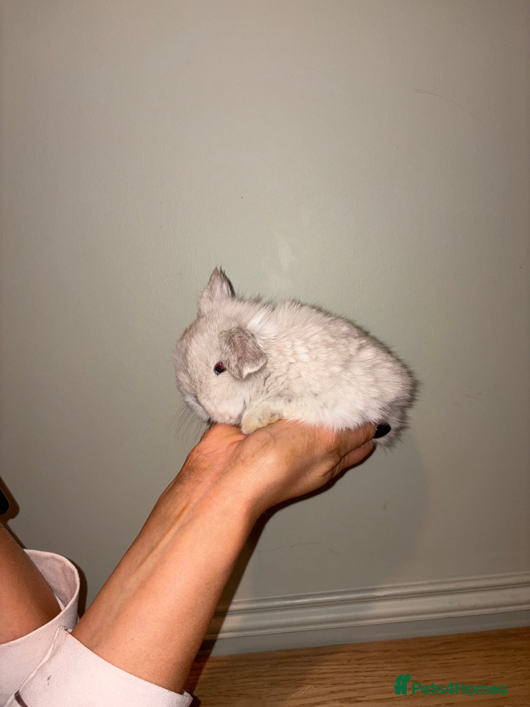 Mini Lop rabbits for sale: Mini lop bunnies  - Advert 3