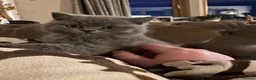 British Shorthair cats for sale: Pedigree British Shorthair Kittens - Advert 14