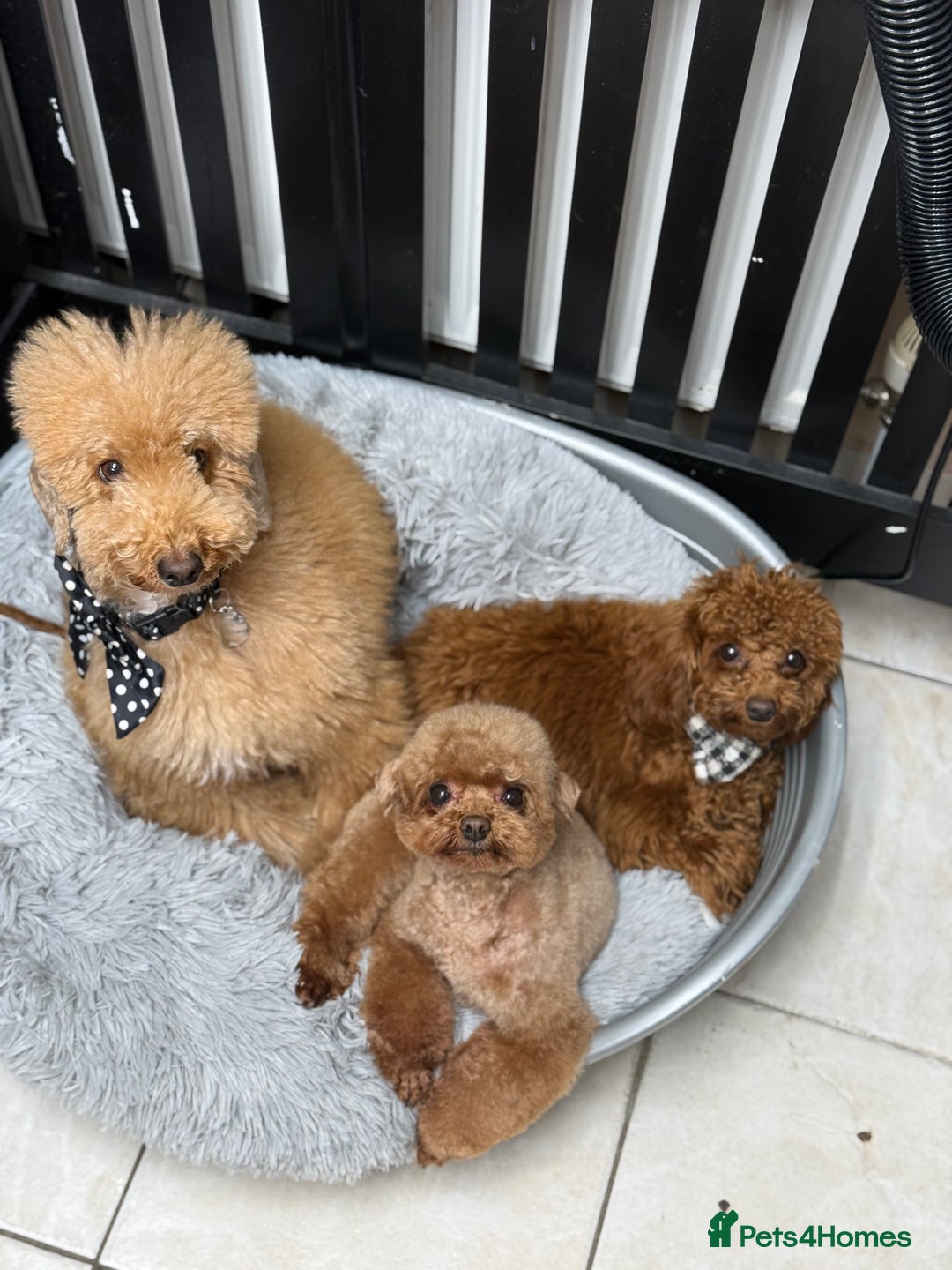 Toy Poodle dogs for sale: ❤️ Exceptional Asian Red Toy Poodle Puppies ❤️ - Advert 10