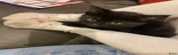 Mixed Breed cats for sale: Gorgeous fluffy black kitten full of love  - Advert 2