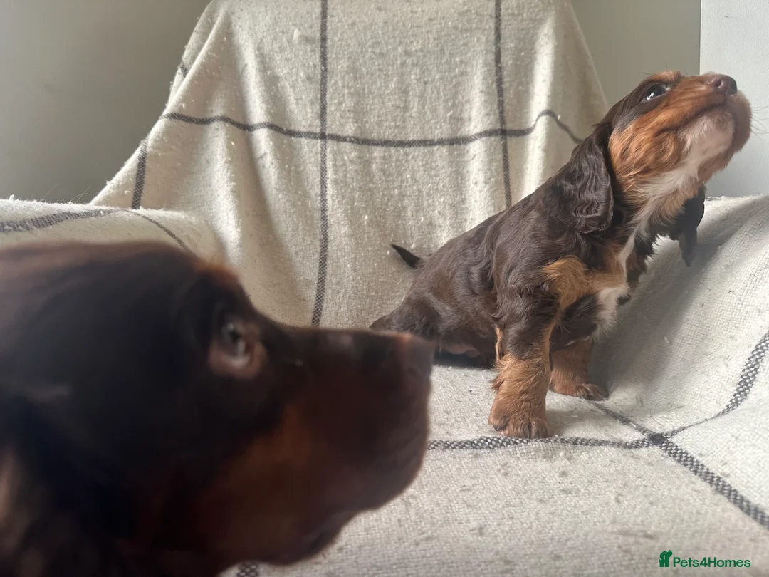 Cocker Spaniel dogs for sale: Working cocker spaniel puppies - Advert 21