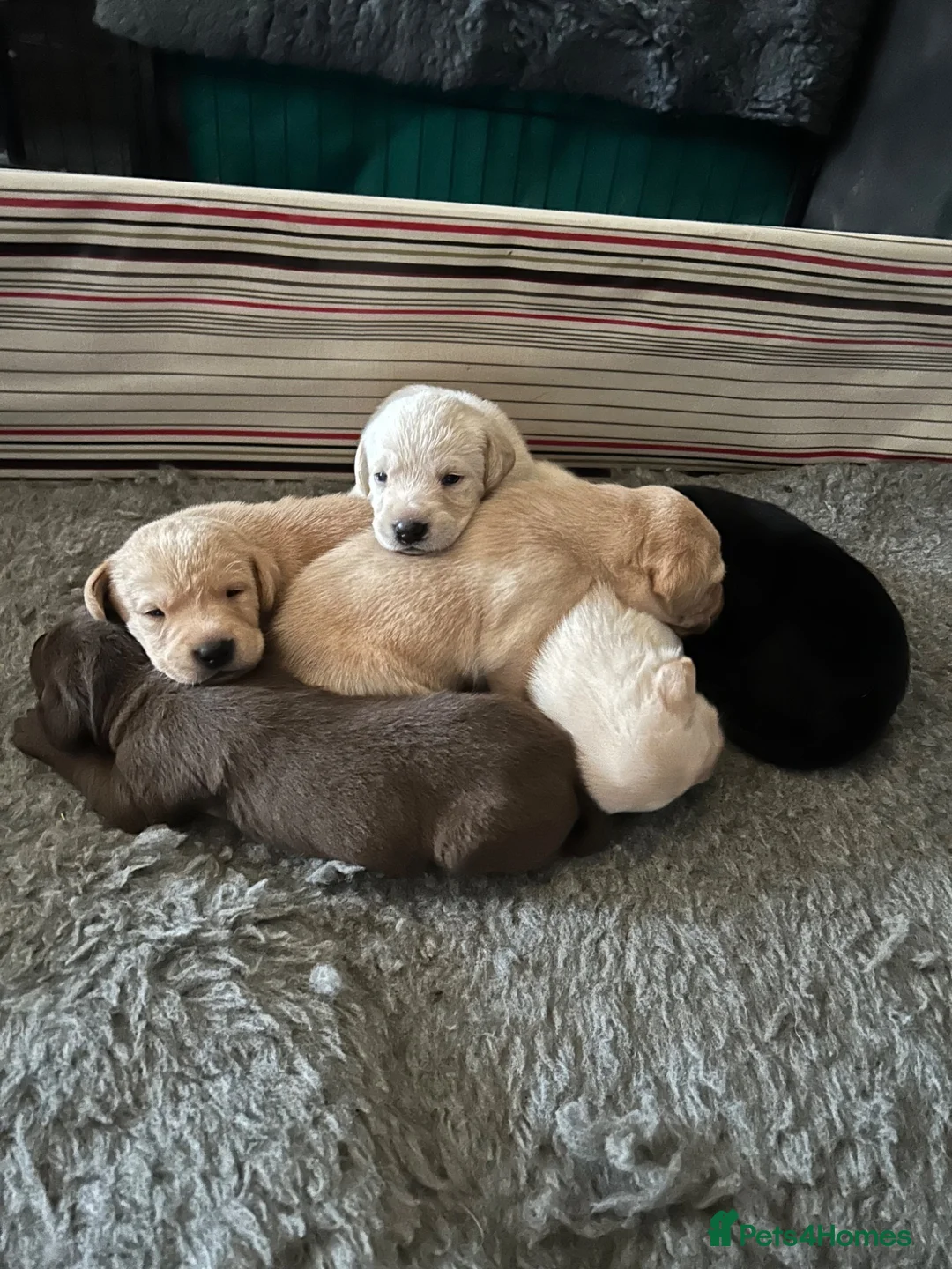 Labrador Retriever dogs for sale: KC registered Labrador puppies  - Advert 16