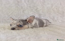 Chihuahua dogs for sale: Chihuahua X French Bulldog Puppies  - Image 10